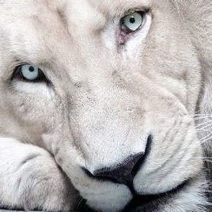 Meet your Posher, Danial